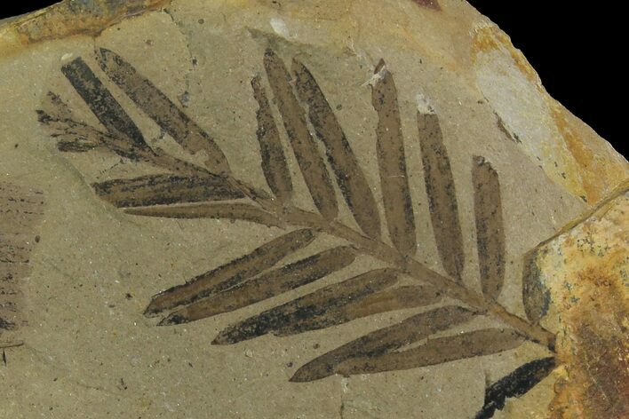 Dawn Redwood (Metasequoia) Fossil - Montana #165201